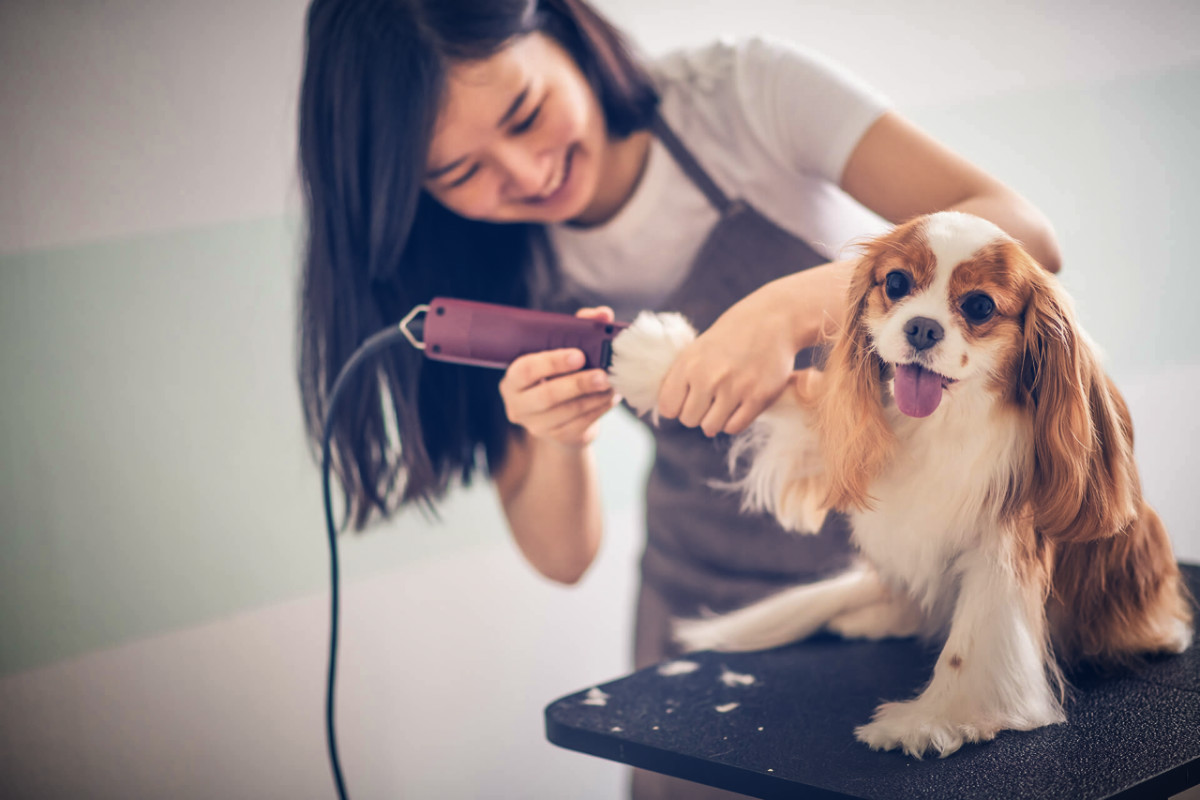 Mercado pet cresce e traz novas oportunidades de negócios
